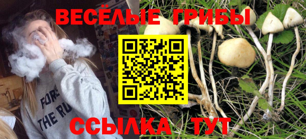 Псилоцибиновые грибы Psilocybine cubensis Ессентуки